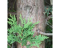 Northern White Cedar